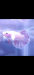 White dambo ear betta fish